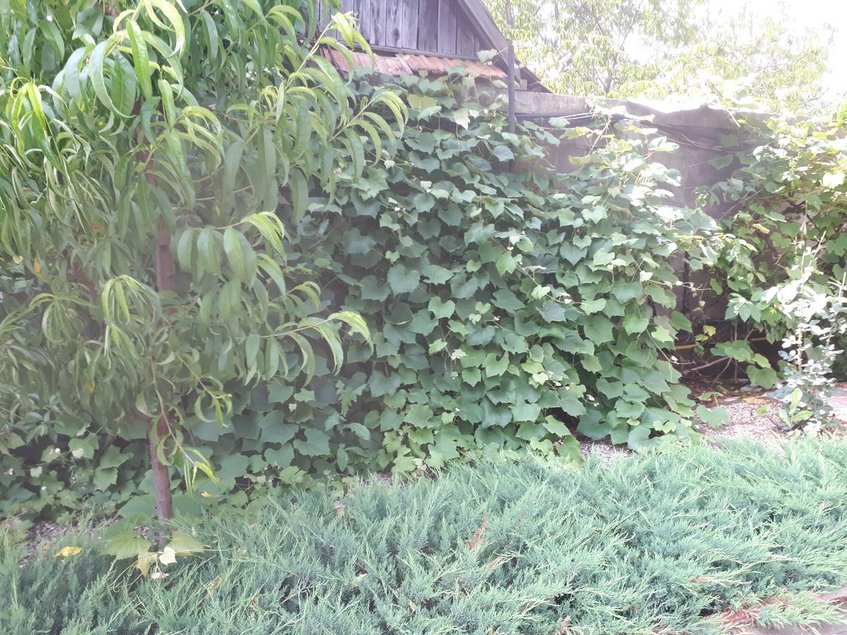 Casa Cionca Pensionat Gilău Exteriör bild